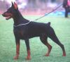 leonvweserems