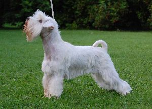 Darya&acute;s Blazing Beauty