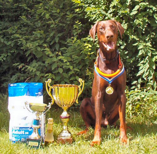 Darya&acute;s Dall Defender