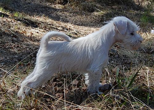 Darya&acute;s Cutest Cruella