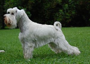 Darya&acute;s Blazing Briella