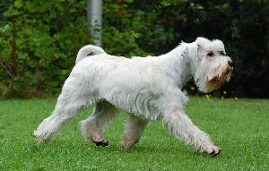 Darya&acute;s Blazing Briella