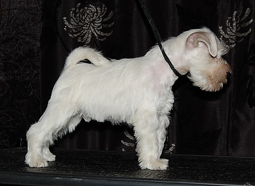 Daryas&acute;Charlie Chaplin