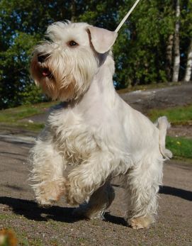 Darya&acute;s Blazing Bianca