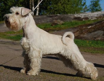 Darya&acute;s Blazing Bianca