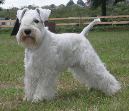 D&acute;Arn&eacute; Voodoo