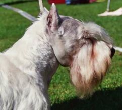 Alpats It&acute;s A Kind Of Maigic