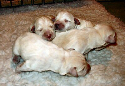 Laylan pennut juur synt