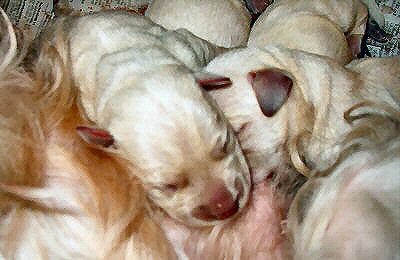 Laylan pennut juur synt