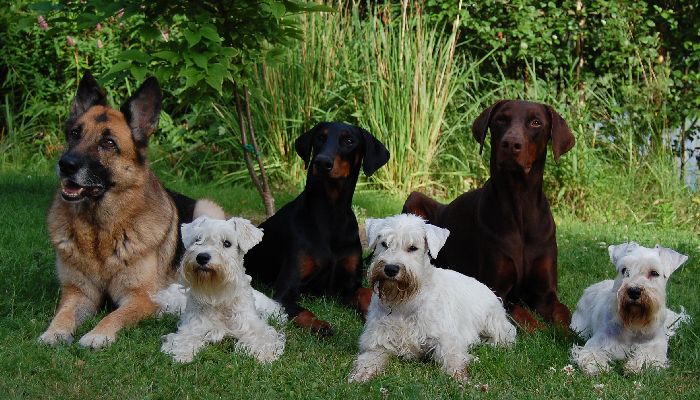 Bessi, Qissa, Deri, Lymmel, Liisi, Layla