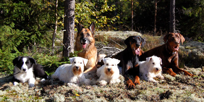 Forest picnic in autumn 2009